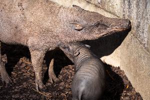 Ein Glücksferkel bei den Hirschebern